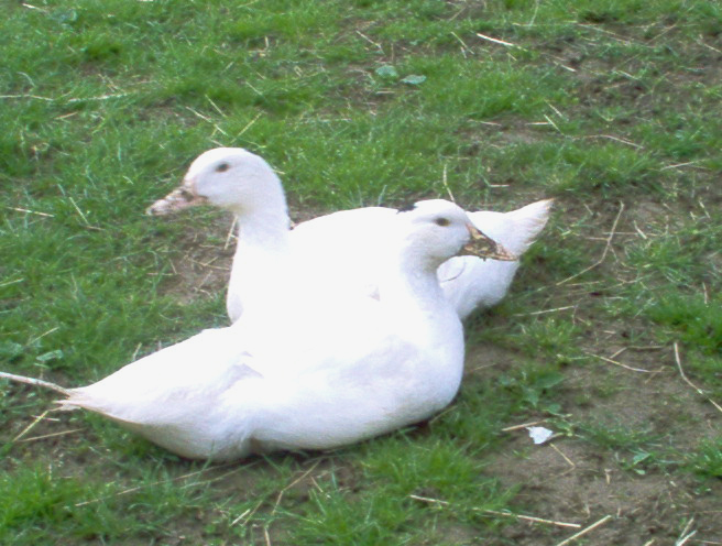 20050416 THE FIRST TWO PEKIN DUCKS.jpg - IM000268.JPG